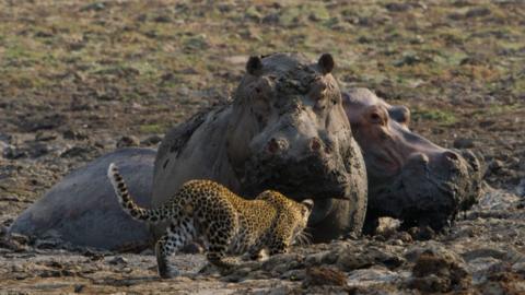 A leopard cub approaches a hippo
