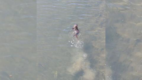 Otters swimming in River Freshney