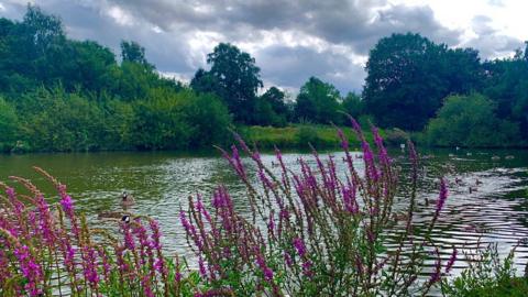 Purple spiked flowers in close up on the edge of a river bed with trees and grey cloudy sky behind