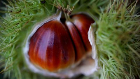 A close-up of an open chestnut. 
