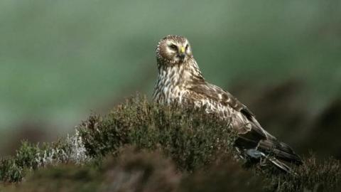 A hen harrier in its nest.