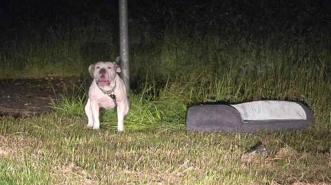 XL Bully abandoned near Blidworth, Nottinghamshire