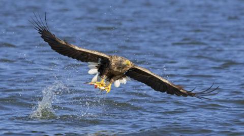 A white-tailed eagle has a small fish in its claws as it flies above the water, moments after catching it.