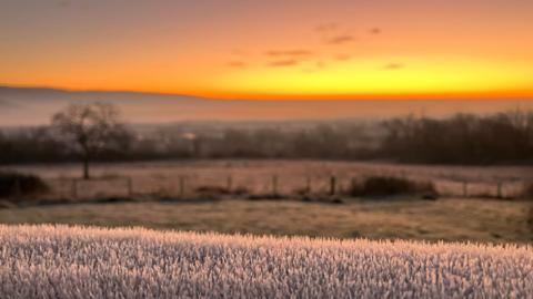 A frosty hedge in front of a sunrise over hills.