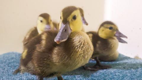 Four ducks sat on a blue coloured carpet - the front centre duck is looking directly at the camera, and the other three are sat behind him looking to the right and are slightly blurred. The ducks are brown and yellow, with dark grey beaks, and have beady brown and black eyes.