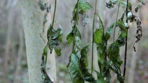 An ash tree, showing green leaves that have been attacked by a fungus, leaving them shrivelled and blackening.