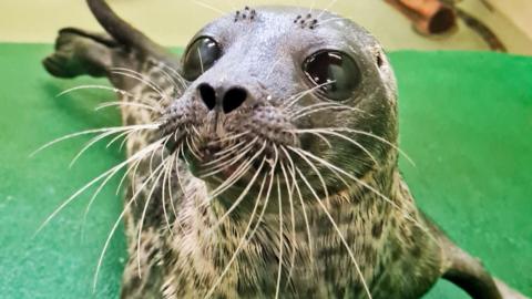 Seal pup