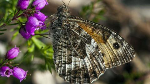 A brown and white-coloured grayling butterfly resting on purple bell heather flowers and leaves.
