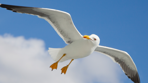 A generic shot of a seagull with a white body, grey tipped feathers, yellow legs and a yellow beak. It is flying with its wings spanned to a backdrop of a blue sky with a little bit of fluffy cloud.