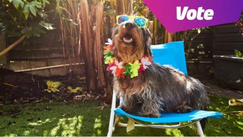a dog in summer gear.
