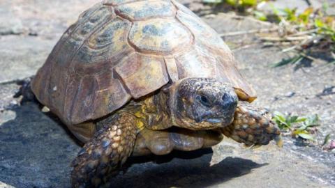 A small tortoise pictured walking on flagstones on a sunny day.
© John Lakey