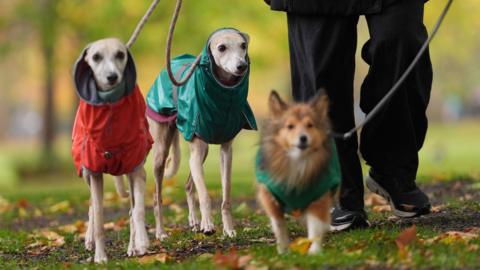 Three dogs in waterproof coats being walked in a park