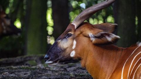 A mountain bongo in the woods at Kilimanjaro Safaris at Animal Kingdom Park at Walt Disney World in Orange County, Florida