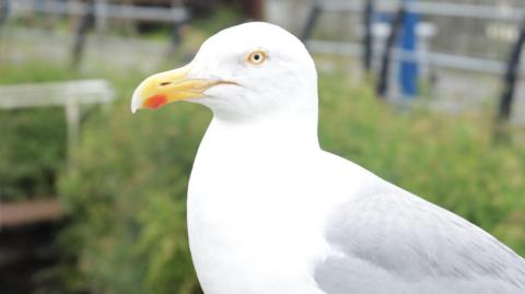 A generic close up picture of a seagull
