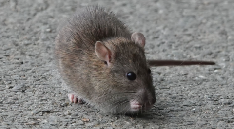 A close up image of a small brown rat on a grey gravel footpath