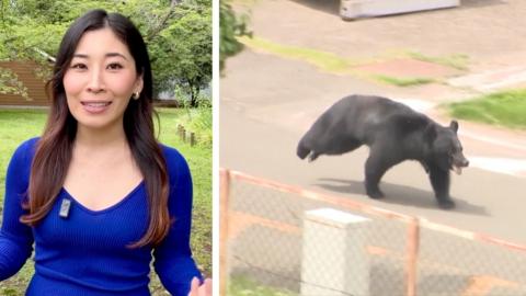 Composite image showing BBC's Japan correspondent Kurumi Mori wearing blue top on the left and bear running on the right