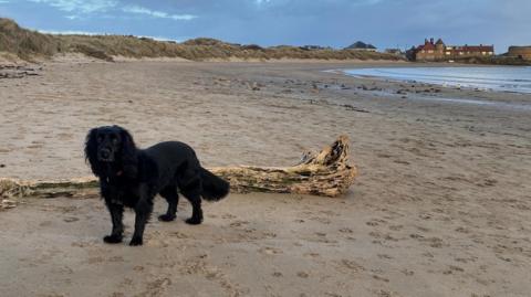 A large beach has lime kilns in the far distance under a darkening blue sky. In the forefront of the photo is a black spaniel.