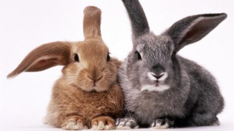 A brown rabbit and a grey rabbit