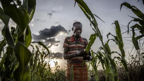 Turkana farmer Joseph Tirkwel asses the severe damage of his maize crops while hopper bands of Desert Locust ravage them in Napeikar, Turkana County, Kenya.