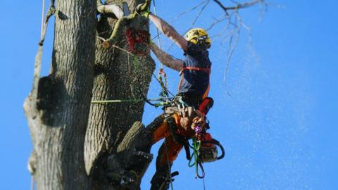 Arborist cutting a tree with chainsaw