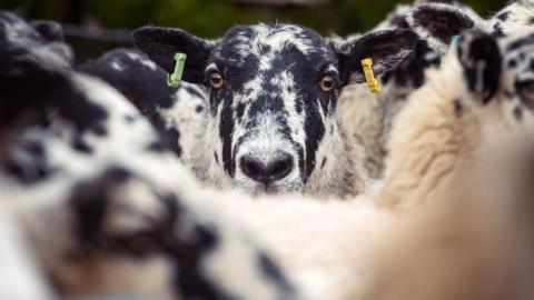 Sheep waiting to be sheared.