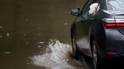 A car drives through flood water on a road. A white dog is sticking its head out of the back passenger window and appears to be looking at the flood water.