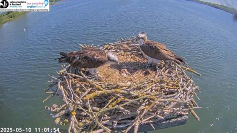 An image of an ospreys in a nest with a chick and a clutch of three unhatched eggs.