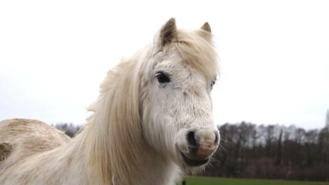 Willow the Welsh pony who has died aged 46