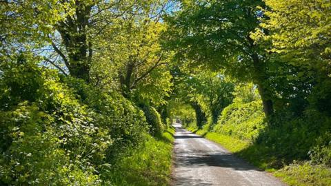 Blue sky and sunshine surrounded by trees and bushes along a country path