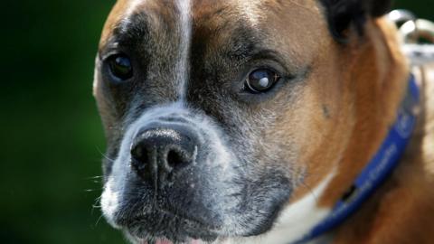 Generic Image up close of a boxer dog's face and nose.