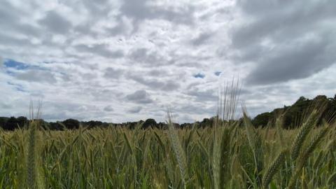 Fields of corn with clouds above