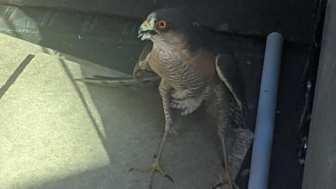 The sparrowhawk in the back of the car