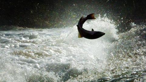 A salmon trying to jump upstream.