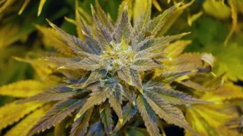 A close-up of a cannabis plant.