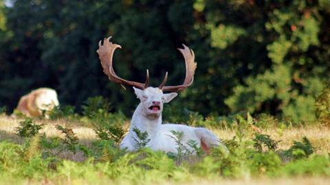 Photo of white Stag