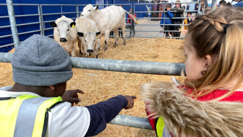 Children looking at cows