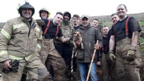 Firefighters' rescue of dog stuck down rabbit hole