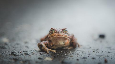 Stock image of a frog