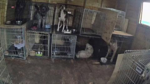 Dogs kept in cages stacked on top of one another inside a wooden building