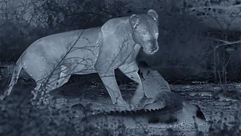 Night vision camera footage of a lion and a crocodile.