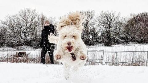 A dog jumps through a snowy field