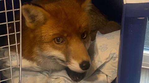 A fox in a pet carrier