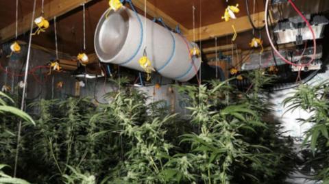 Industrial amounts of cannabis in a factory