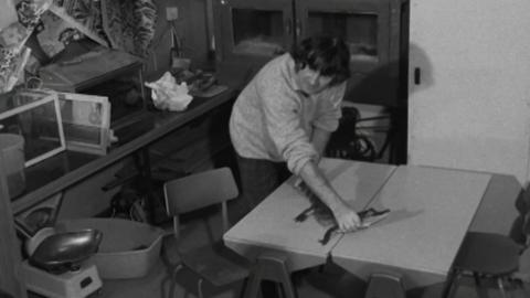 Head teacher Alex Ferguson holding a caiman on a desk in a classroom.