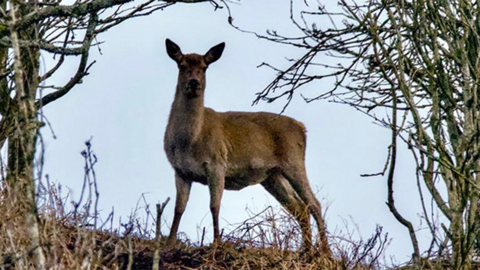 A deer stands at the top of a bank in Leek, Staffordshire, looking at the camera. Another is partially hidden on the far left. Bare branches of trees topping the bank offer little cover to them.