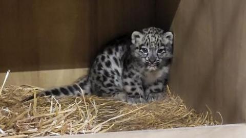 a baby snow leopard cub sitting in some hay