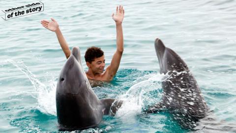 Man interacting with a pair of dolphins