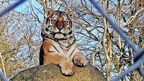 A tiger is resting on a large granite boulder with mostly bare tree branches in the background and slithers of blue sky. The tiger is face on to the camera with its two large paws resting in front of it. Parts of a chain link fence are visible in the foreground with the tiger staring directly into the camera between one of the links.