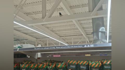 A supermarket store with a magpie sat on a metal beam in the roof. A row of pasta packets on a shelf sit underneath.