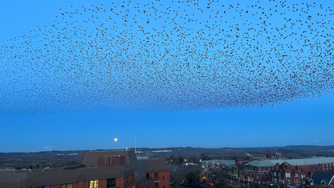 Murmuration